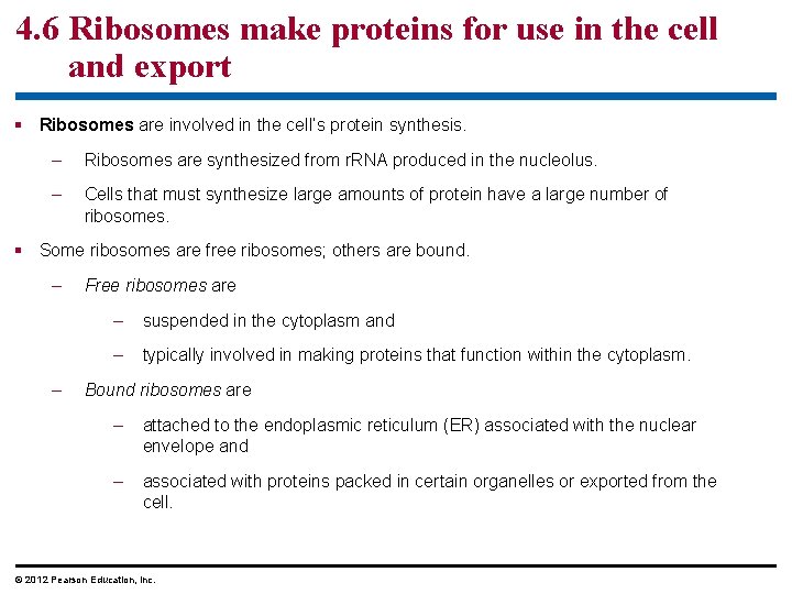 4. 6 Ribosomes make proteins for use in the cell and export § Ribosomes