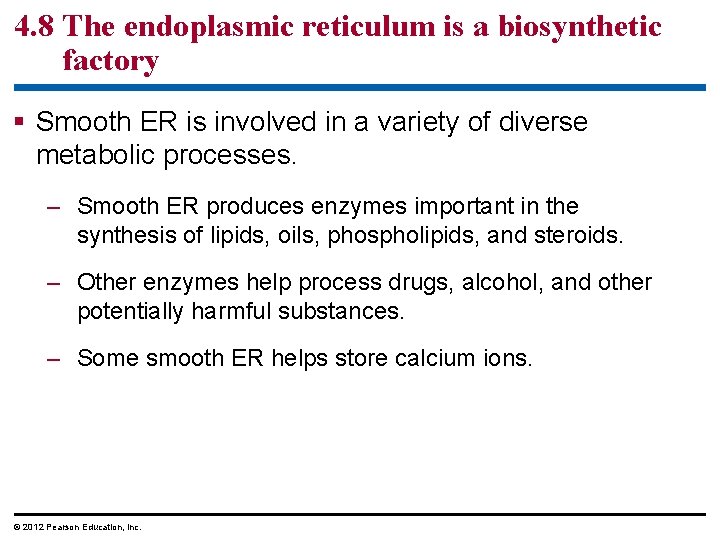 4. 8 The endoplasmic reticulum is a biosynthetic factory § Smooth ER is involved
