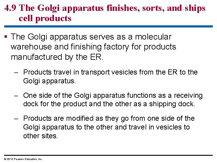 4. 9 The Golgi apparatus finishes, sorts, and ships cell products § The Golgi