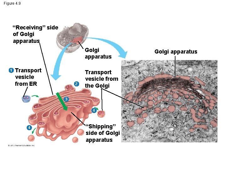 Figure 4. 9 “Receiving” side of Golgi apparatus 1 Transport vesicle from ER 2