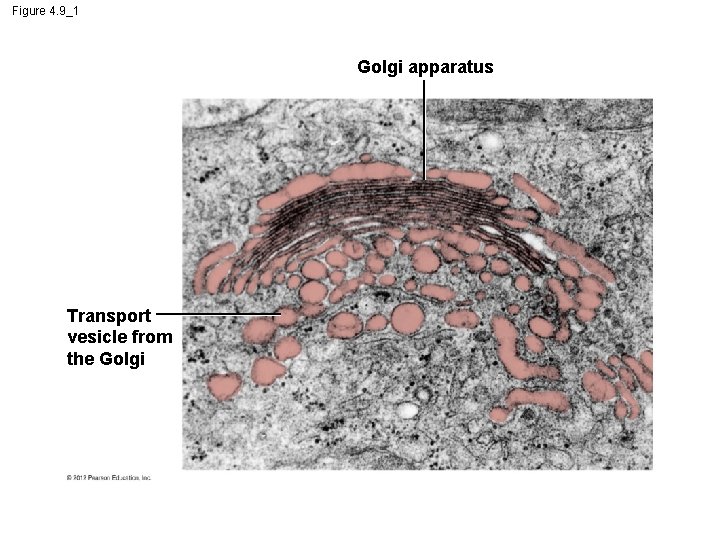 Figure 4. 9_1 Golgi apparatus Transport vesicle from the Golgi 
