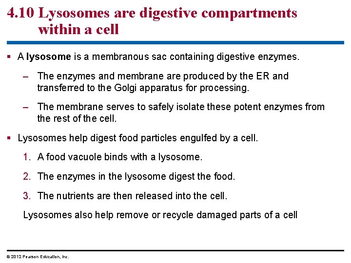 4. 10 Lysosomes are digestive compartments within a cell § A lysosome is a