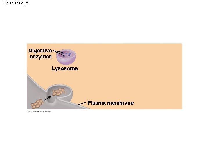 Figure 4. 10 A_s 1 Digestive enzymes Lysosome Plasma membrane 