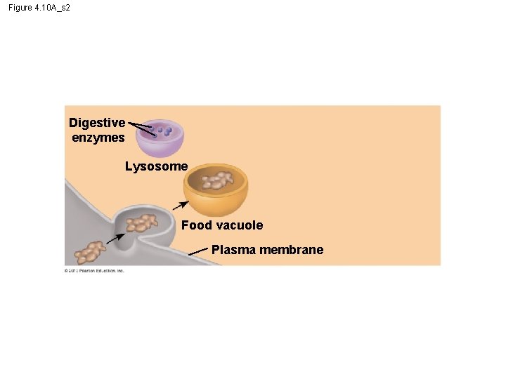 Figure 4. 10 A_s 2 Digestive enzymes Lysosome Food vacuole Plasma membrane 