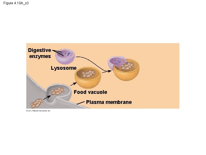 Figure 4. 10 A_s 3 Digestive enzymes Lysosome Food vacuole Plasma membrane 