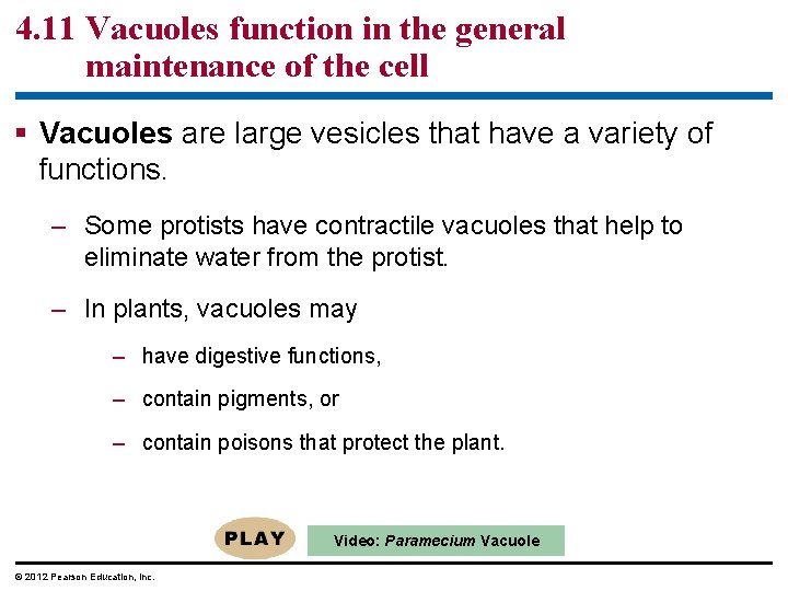 4. 11 Vacuoles function in the general maintenance of the cell § Vacuoles are