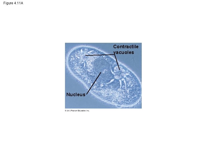 Figure 4. 11 A Contractile vacuoles Nucleus 