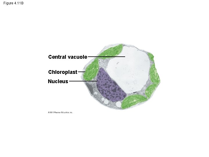 Figure 4. 11 B Central vacuole Chloroplast Nucleus 