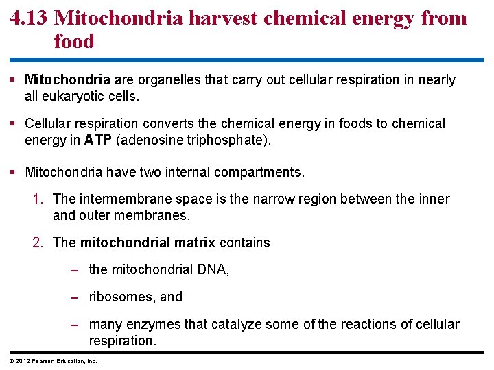 4. 13 Mitochondria harvest chemical energy from food § Mitochondria are organelles that carry