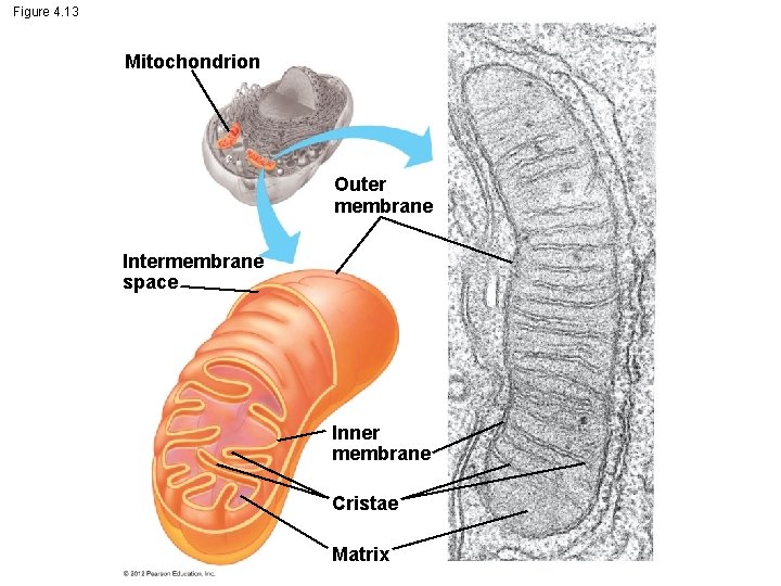 Figure 4. 13 Mitochondrion Outer membrane Intermembrane space Inner membrane Cristae Matrix 