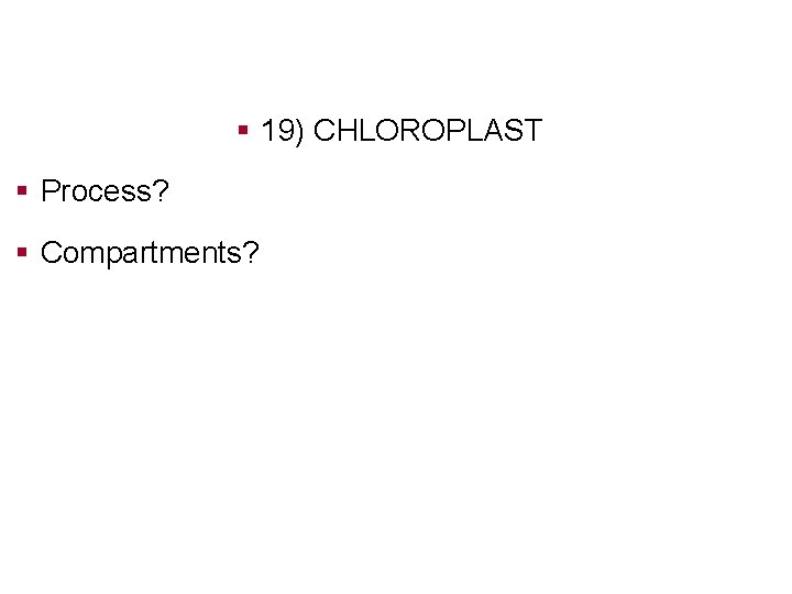 § 19) CHLOROPLAST § Process? § Compartments? 