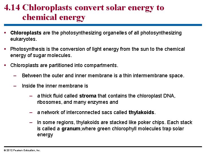 4. 14 Chloroplasts convert solar energy to chemical energy § Chloroplasts are the photosynthesizing