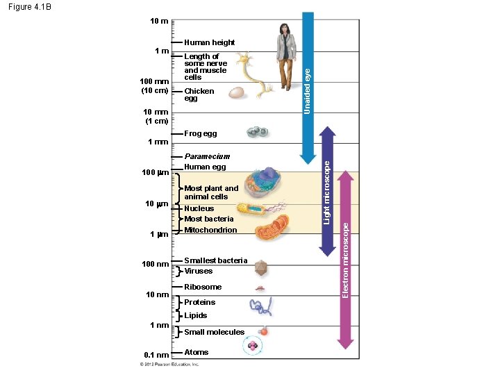 Figure 4. 1 B 10 m Length of some nerve and muscle cells Chicken