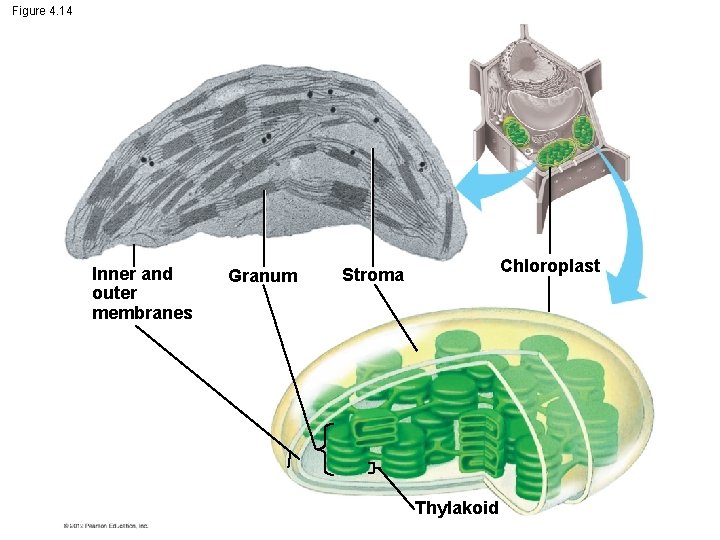 Figure 4. 14 Inner and outer membranes Granum Chloroplast Stroma Thylakoid 