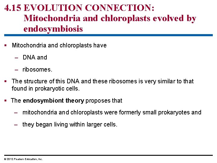 4. 15 EVOLUTION CONNECTION: Mitochondria and chloroplasts evolved by endosymbiosis § Mitochondria and chloroplasts