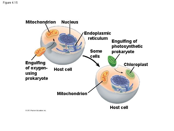 Figure 4. 15 Mitochondrion Nucleus Endoplasmic reticulum Some cells Engulfing of oxygenusing prokaryote Host
