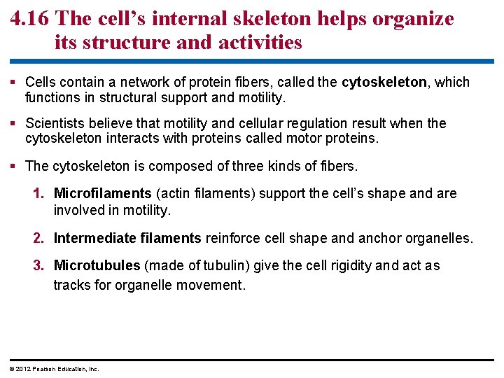 4. 16 The cell’s internal skeleton helps organize its structure and activities § Cells