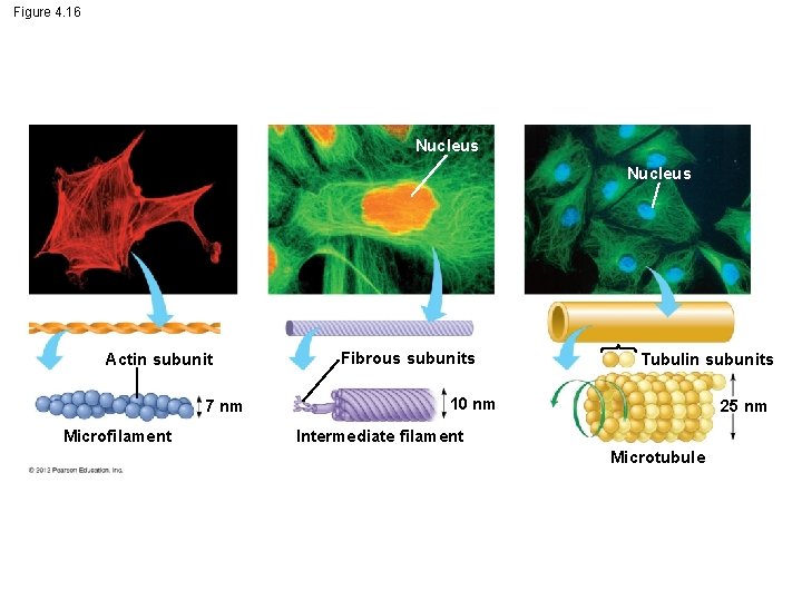 Figure 4. 16 Nucleus Actin subunit 7 nm Microfilament Fibrous subunits Tubulin subunits 10