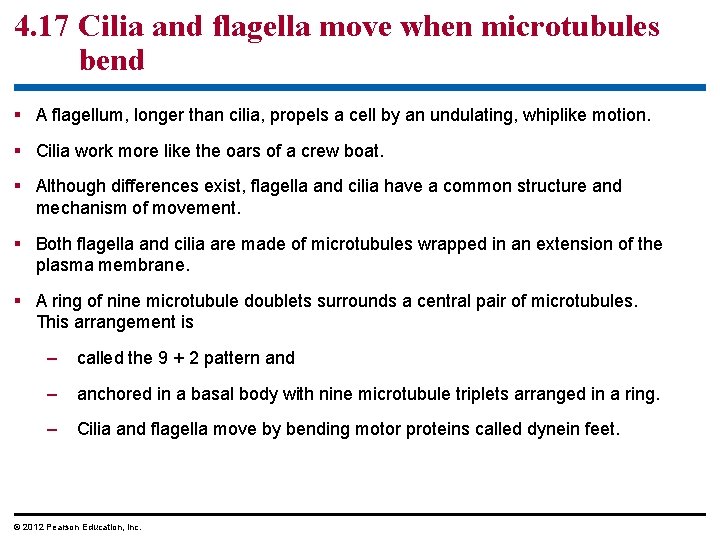 4. 17 Cilia and flagella move when microtubules bend § A flagellum, longer than