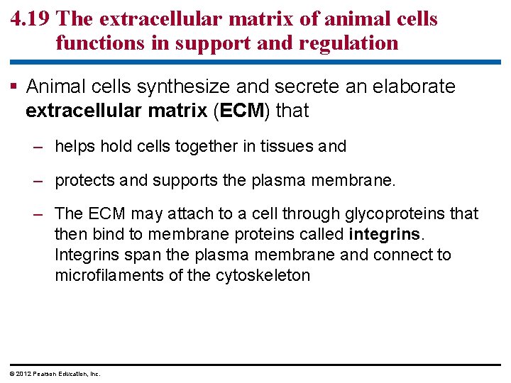 4. 19 The extracellular matrix of animal cells functions in support and regulation §