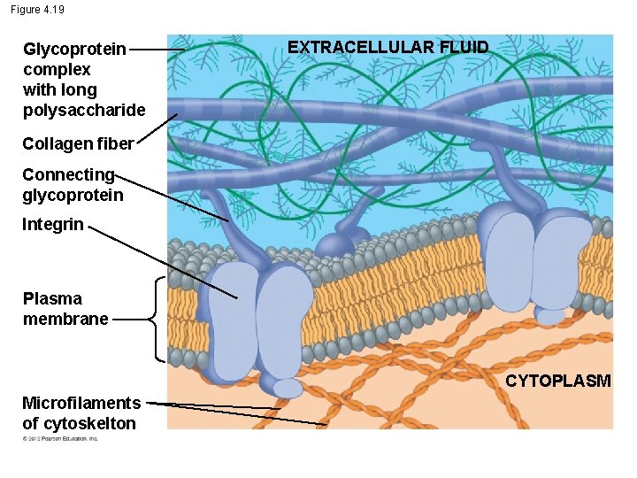 Figure 4. 19 Glycoprotein complex with long polysaccharide EXTRACELLULAR FLUID Collagen fiber Connecting glycoprotein