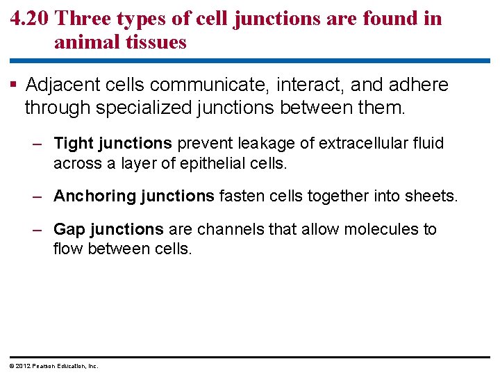 4. 20 Three types of cell junctions are found in animal tissues § Adjacent