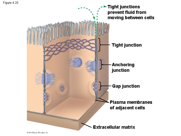 Figure 4. 20 Tight junctions prevent fluid from moving between cells Tight junction Anchoring