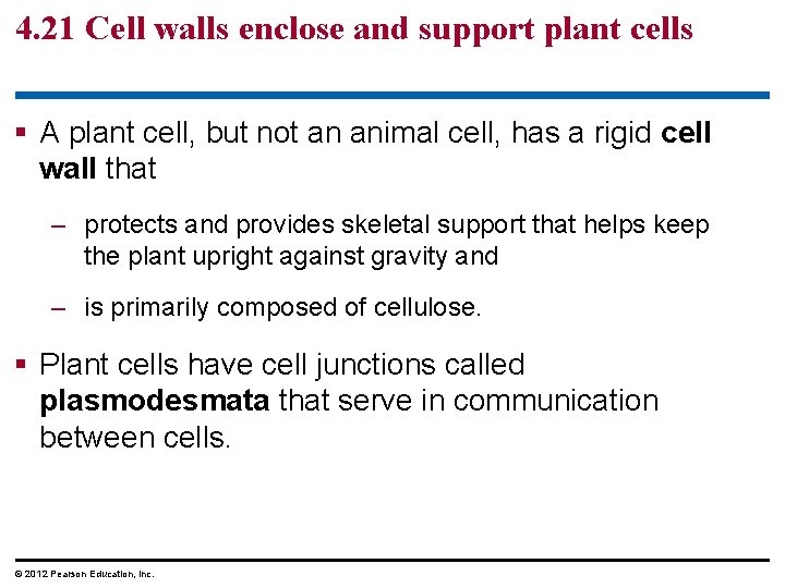 4. 21 Cell walls enclose and support plant cells § A plant cell, but