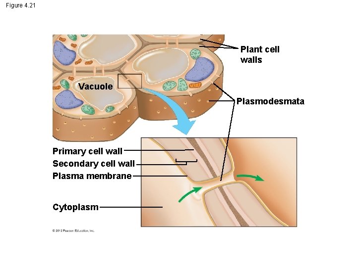 Figure 4. 21 Plant cell walls Vacuole Plasmodesmata Primary cell wall Secondary cell wall