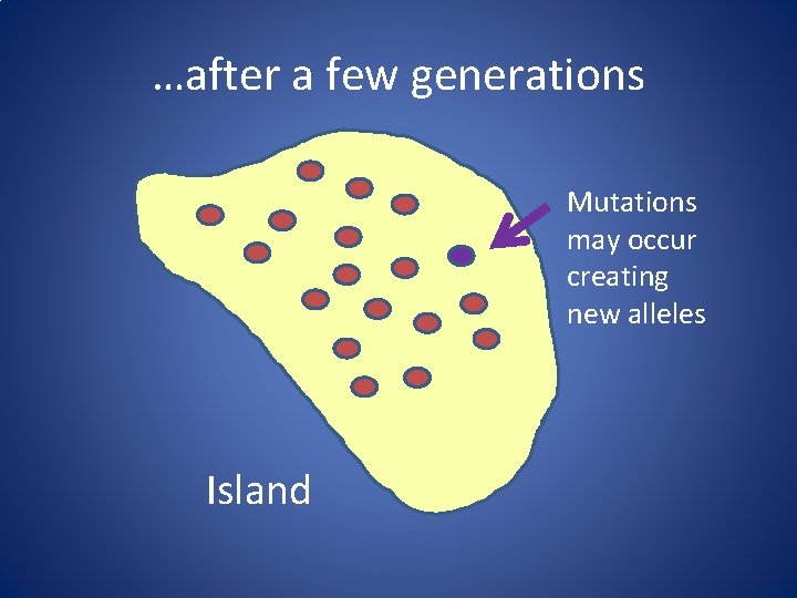 …after a few generations Mutations may occur creating new alleles Island 