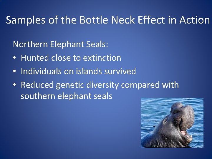 Samples of the Bottle Neck Effect in Action Northern Elephant Seals: • Hunted close