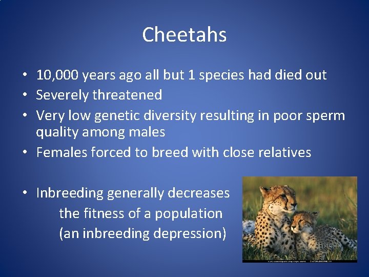 Cheetahs • 10, 000 years ago all but 1 species had died out •