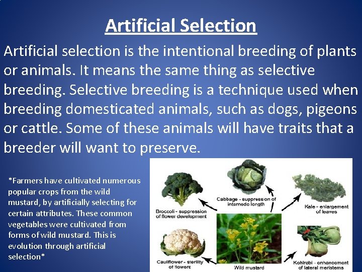 Artificial Selection Artificial selection is the intentional breeding of plants or animals. It means