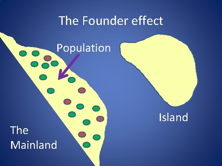 The Founder effect Population The Mainland Island 