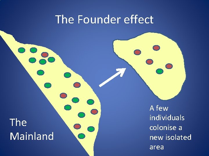 The Founder effect The Mainland A few individuals colonise a new isolated area 