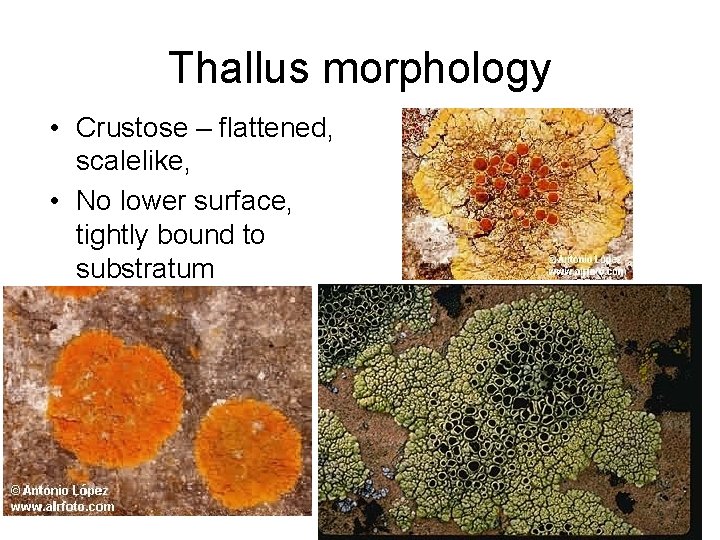 Thallus morphology • Crustose – flattened, scalelike, • No lower surface, tightly bound to