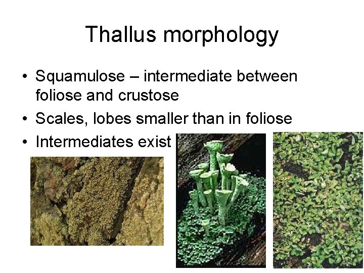 Thallus morphology • Squamulose – intermediate between foliose and crustose • Scales, lobes smaller