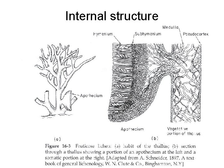 Internal structure 
