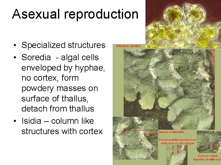 Asexual reproduction • Specialized structures • Soredia - algal cells enveloped by hyphae, no