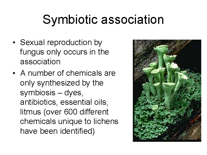 Symbiotic association • Sexual reproduction by fungus only occurs in the association • A