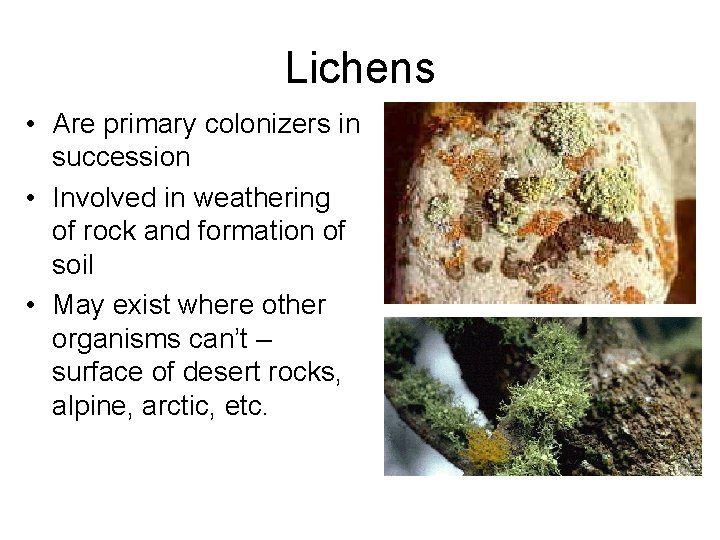 Lichens • Are primary colonizers in succession • Involved in weathering of rock and