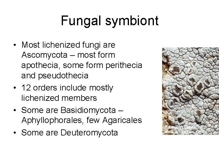 Fungal symbiont • Most lichenized fungi are Ascomycota – most form apothecia, some form