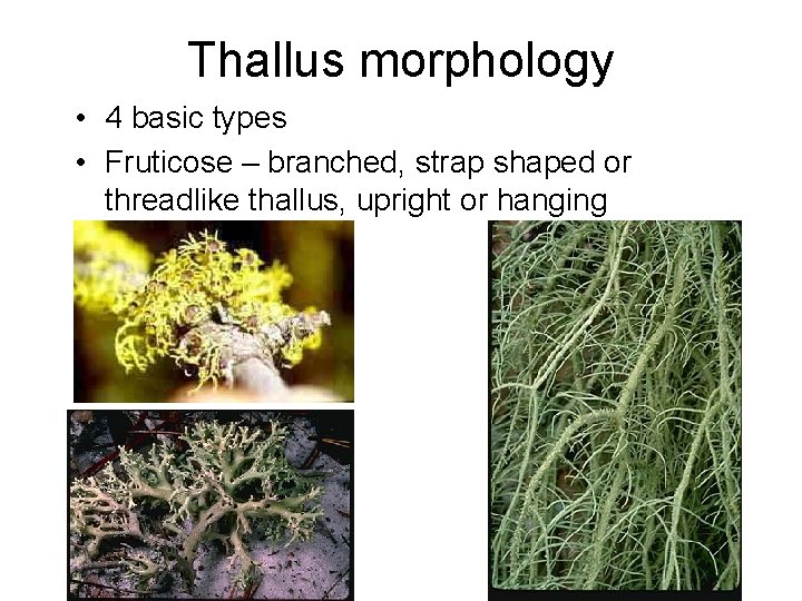 Thallus morphology • 4 basic types • Fruticose – branched, strap shaped or threadlike