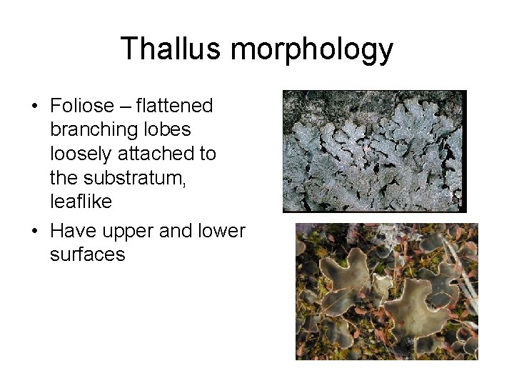 Thallus morphology • Foliose – flattened branching lobes loosely attached to the substratum, leaflike