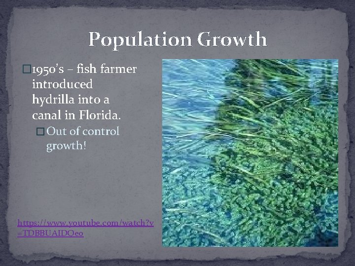 Population Growth � 1950’s – fish farmer introduced hydrilla into a canal in Florida.