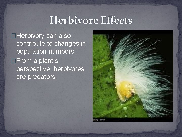 Herbivore Effects �Herbivory can also contribute to changes in population numbers. �From a plant’s