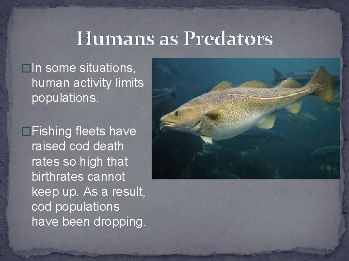 Humans as Predators �In some situations, human activity limits populations. �Fishing fleets have raised