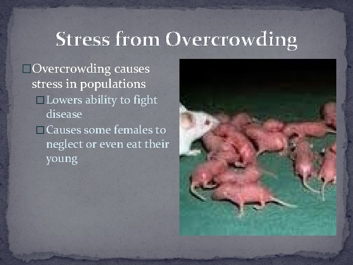 Stress from Overcrowding �Overcrowding causes stress in populations � Lowers ability to fight disease