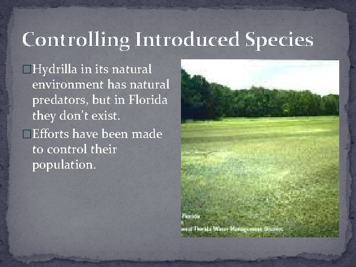 Controlling Introduced Species �Hydrilla in its natural environment has natural predators, but in Florida