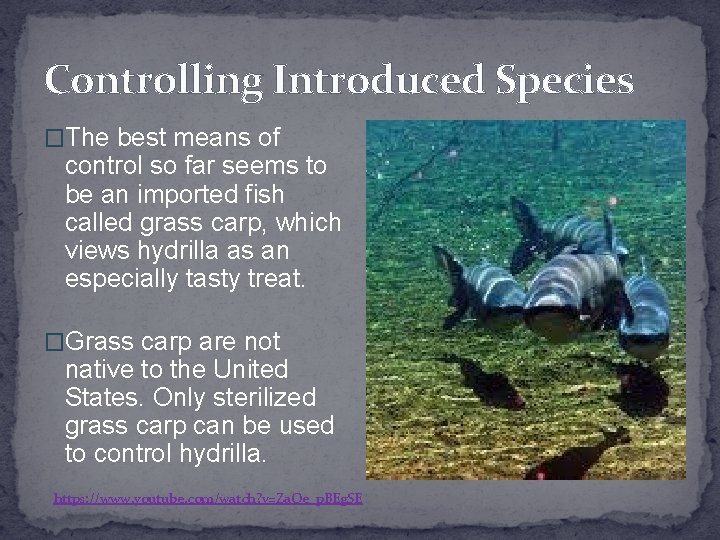 Controlling Introduced Species �The best means of control so far seems to be an